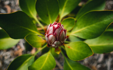 Protea