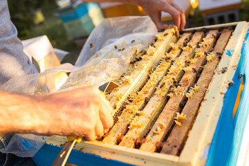 Bee hives in care of bees with honeycombs and honey bees. beekeeper opened hive to set up an empty...
