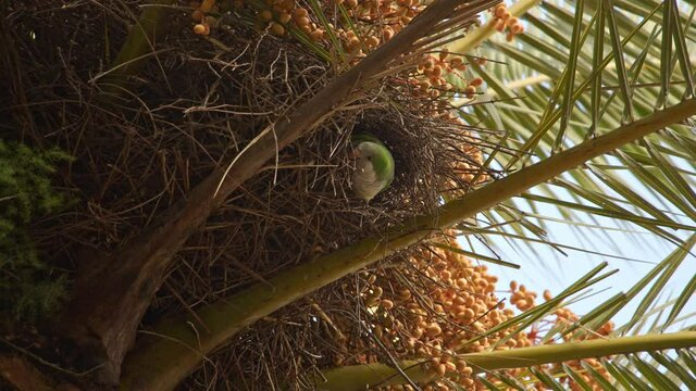 green parrakeet build a nest on a palm tree