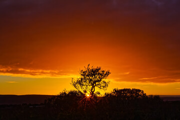 Fototapeta na wymiar Sunset with red sky as sun goes down behind tree