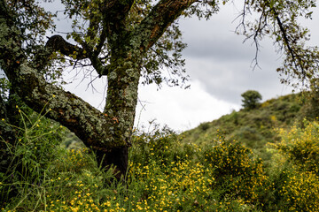 Alcornoque en Primavera , flores amarillas.