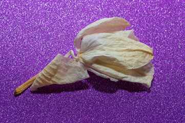 Yellow orchid Phalaenopsis oil painting perspective, paint dry delicate flowers and petals, compressed isolated on a pink shiny background notes of an artistic floral composition