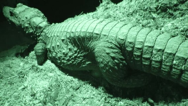 Dwarf Crocodile Covering Eggs Wide View Night Vision 4K