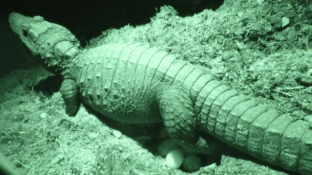 Dwarf Crocodile Laying Eggs Wide Infrared 4K