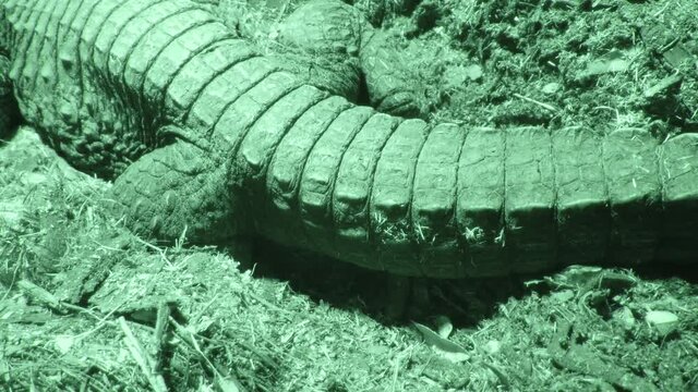 Dwarf Crocodile Covering Eggs Close up In Night Vision 4K