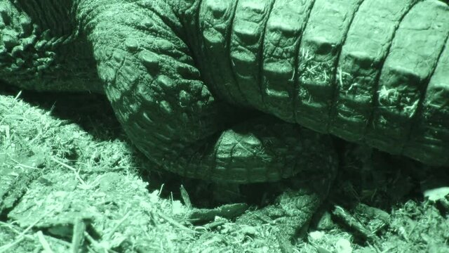 Crocodile Covering Eggs Extreme Close up Night Vision 4K