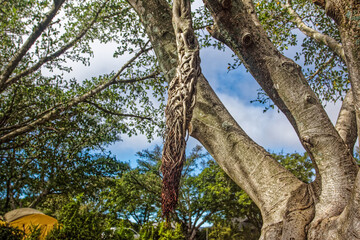 Fototapeta na wymiar Large tree with aerial root hanging from branch