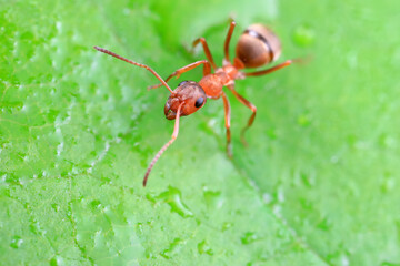 Ants in the wild, North China