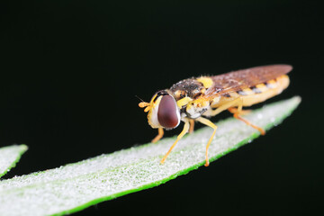 Aphid eating flies in the wild, North China