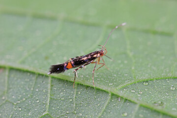 Lepidoptera insects in the wild, North China