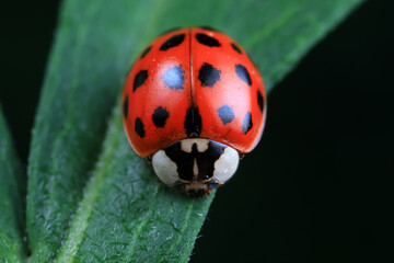Obraz premium Ladybugs on wild plants, North China