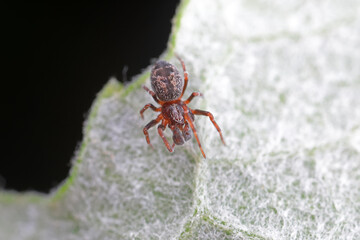 Spiders in the wild, North China