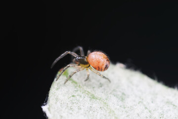 Spiders in the wild, North China