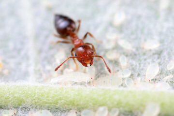 Ants in the wild, North China