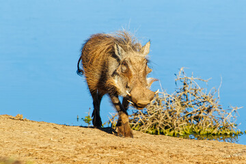 Hairy Warthog walking away from pool