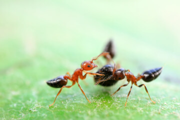 Ants in the wild, North China