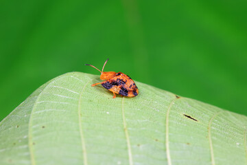 Hispidae family insect crawl on plants, North China