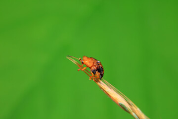 Hispidae family insect crawl on plants, North China