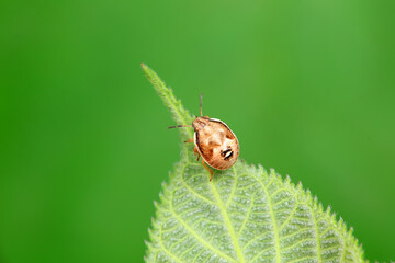 Hemiptera bugs in the wild, North China