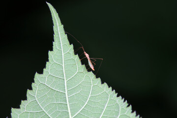 Hemiptera bugs in the wild, North China