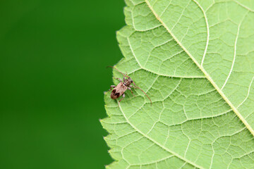 Longicorn on wild plants, North China