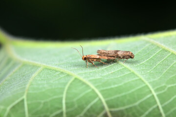 Lepidoptera insects in the wild, North China