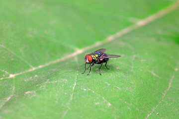 Flies on wild plants, North China