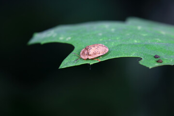 Hispidae family insect crawl on plants, North China