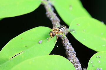 Aphid eating flies in the wild, North China