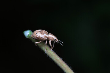Weevil on wild plants, North China