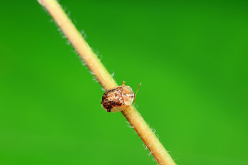 Hispidae family insect crawl on plants, North China