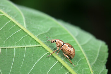 Weevil on wild plants, North China