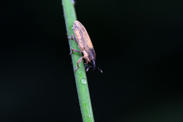 Weevil on wild plants, North China