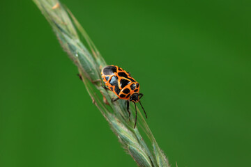 Hemiptera bugs in the wild, North China
