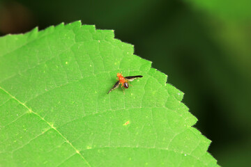Flies on wild plants, North China