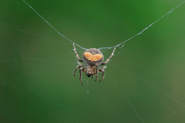 Spiders in the wild, North China