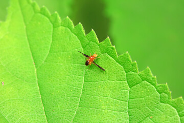 Flies on wild plants, North China