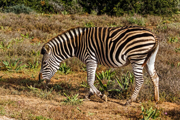 Fototapeta na wymiar Side view of Zebra walking