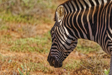 Side view of Zebra with teeth bared