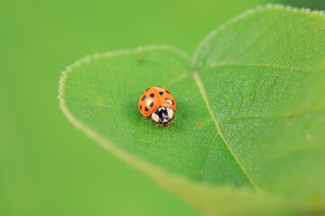 Ladybugs on wild plants, North China