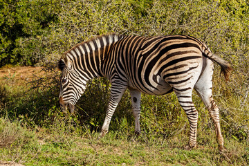 Fototapeta na wymiar Side view of Zebra eating grass