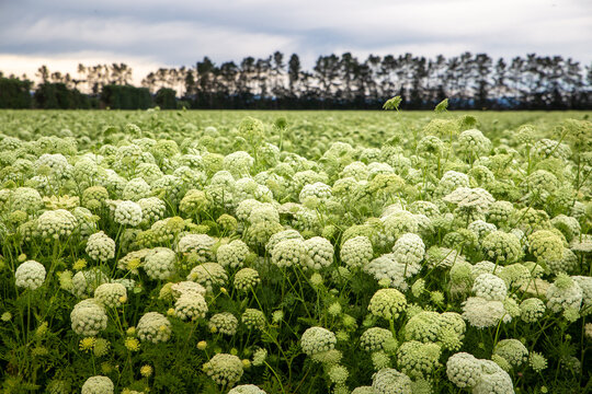 Carrots flowering in a farm field will go to seed and then the seed will be harvested. Canterbury, New Zealand
