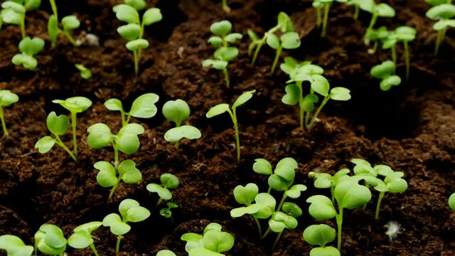 Green sprouts in peat. Green seedlings in peat tablets in germination tray. 4k footage