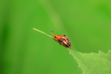 Hispidae family insect crawl on plants, North China