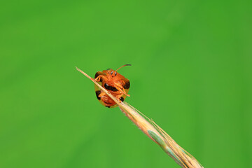 Hispidae family insect crawl on plants, North China