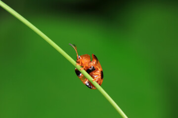 Hispidae family insect crawl on plants, North China