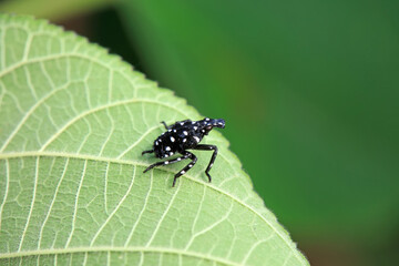 Hemiptera wax Cicadellidae insects on wild plants, North China