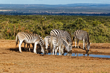 Fototapeta na wymiar Herd of Zebra at waterhole
