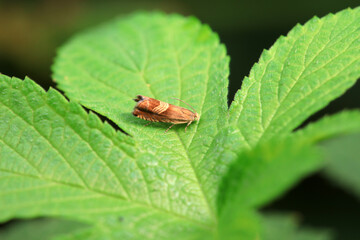 Lepidoptera insects in the wild, North China