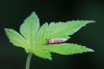 Weevil on wild plants, North China